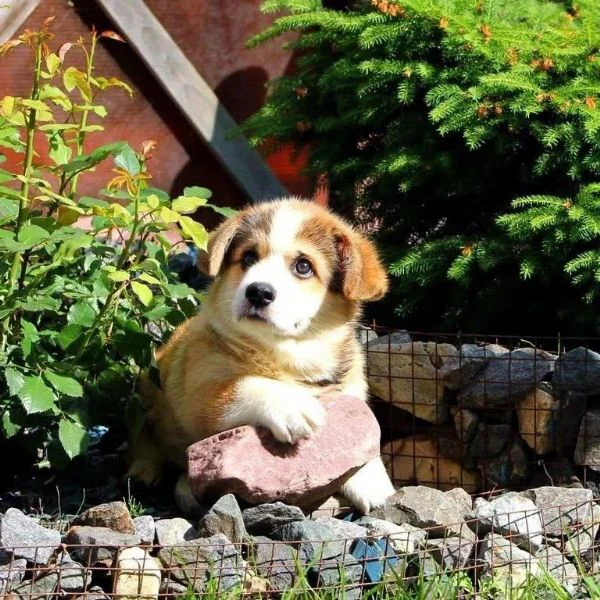 cuccioli di corgi disponibili per l'adozione | Foto 0
