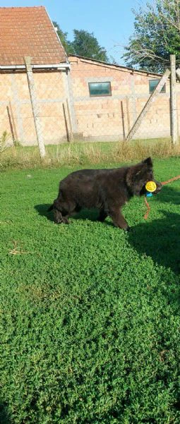 pastore tedesco a pelo lungo – cuccioli | Foto 3