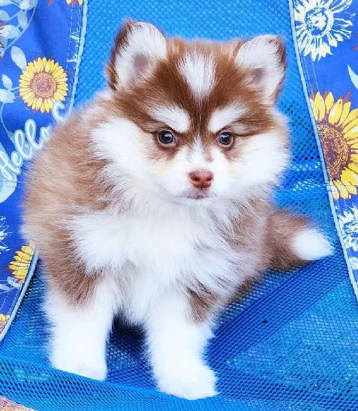 cuccioli di pomsky disponibili per l'adozione