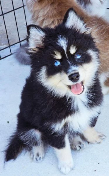 cuccioli di pomsky disponibili per l'adozione | Foto 3