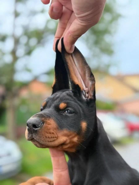 doberman – bellissimi cuccioli