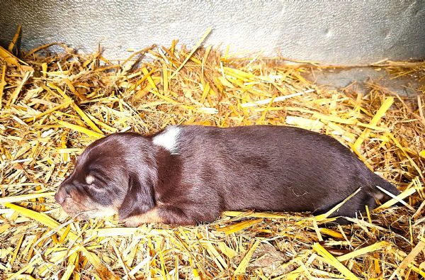 cuccioli da tartufo bracco pointer - grifo nero valnerino | Foto 3