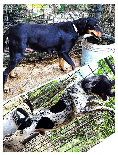 cuccioli da tartufo bracco pointer - grifo nero valnerino | Foto 2