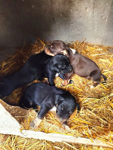 cuccioli da tartufo bracco pointer - grifo nero valnerino | Foto 1