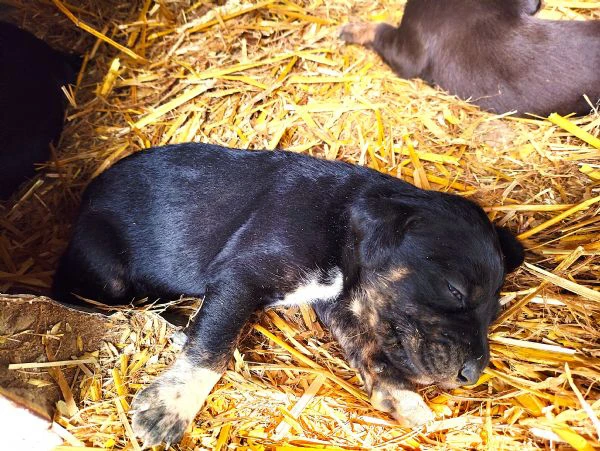 cuccioli da tartufo bracco pointer - grifo nero valnerino | Foto 0