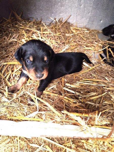 cuccioli da tartufo bracco pointer - grifo nero valnerino