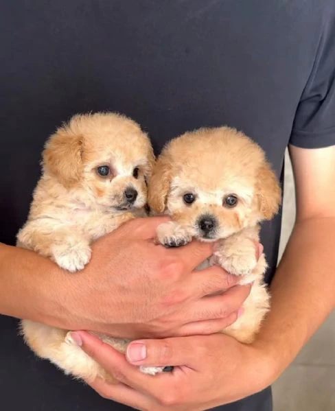 cuccioli di barboncino toy disponibili per l'adozione | Foto 4
