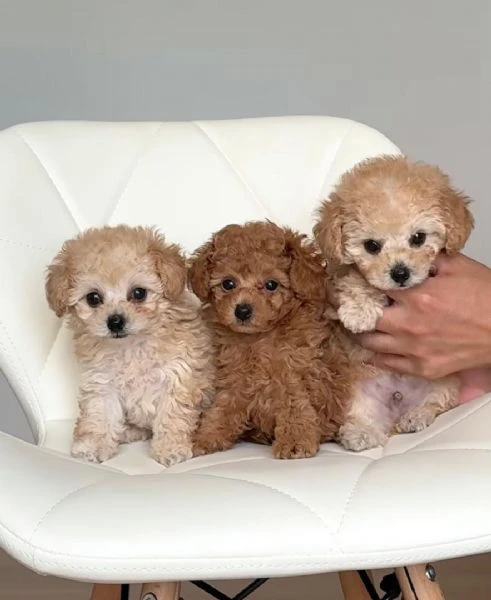 cuccioli di barboncino toy disponibili per l'adozione | Foto 3