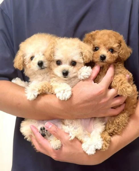 cuccioli di barboncino toy disponibili per l'adozione