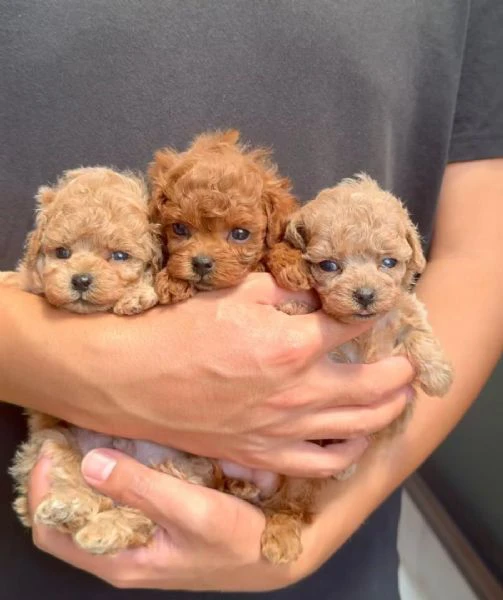 cuccioli di barboncino toy disponibili per l'adozione | Foto 2