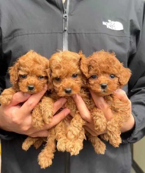 cuccioli di barboncino toy disponibili per l'adozione | Foto 0