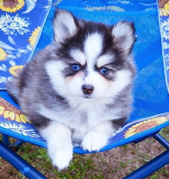cuccioli di pomsky disponibili per l'adozione | Foto 3