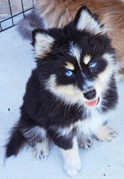 cuccioli di pomsky disponibili per l'adozione | Foto 1