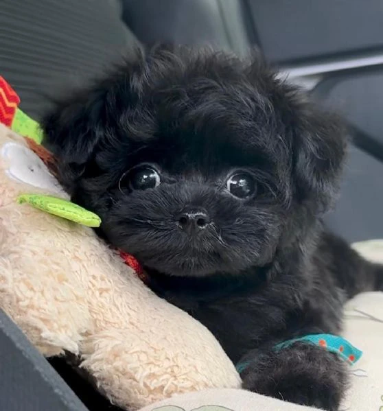 cuccioli di barboncino toy disponibili per l'adozione | Foto 4