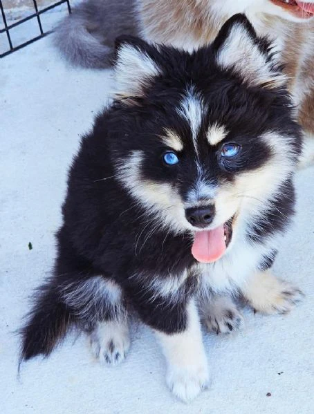 cuccioli di pomsky disponibili per l'adozione | Foto 4