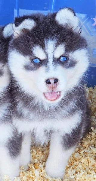 cuccioli di pomsky disponibili per l'adozione | Foto 2