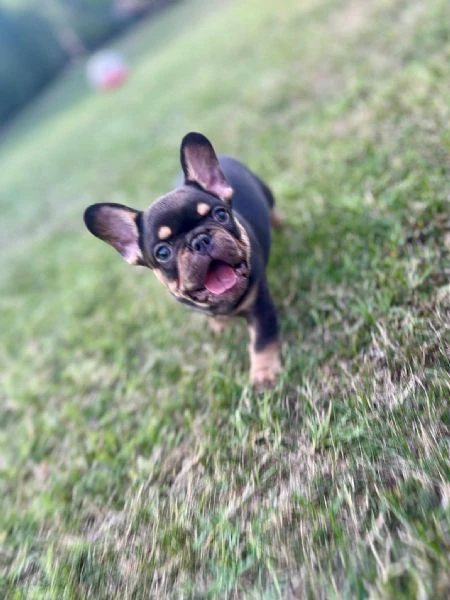 bulldog francesi – exotic top quality | Foto 6
