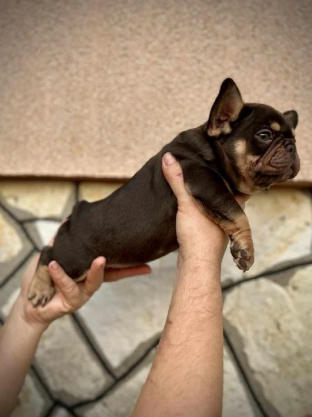 bulldog francesi – exotic top quality | Foto 5