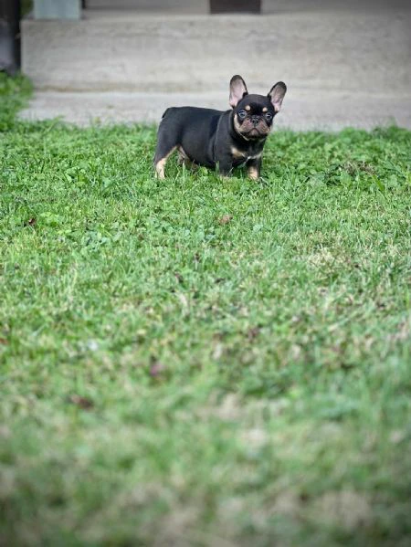 bulldog francesi – exotic top quality | Foto 4