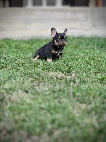 bulldog francesi – exotic top quality | Foto 3
