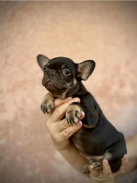 bulldog francesi – exotic top quality | Foto 2