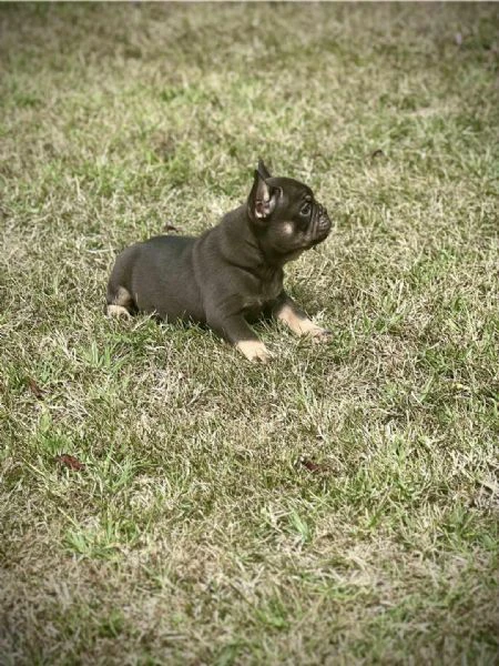 bulldog francesi – exotic top quality | Foto 1