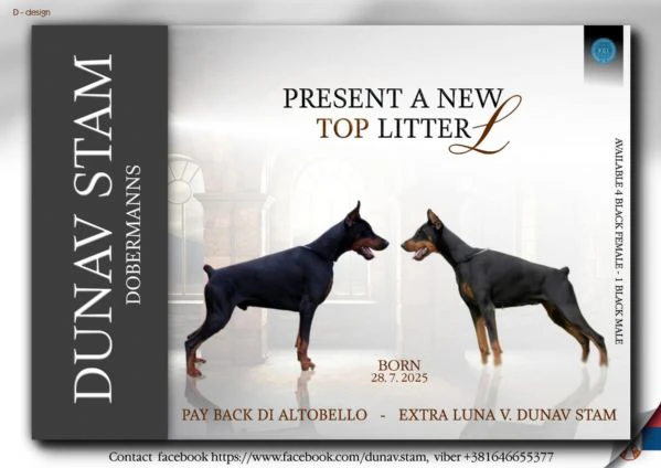 doberman – bellissimi cuccioli