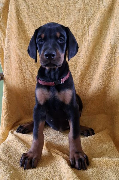 doberman – bellissimi cuccioli | Foto 1
