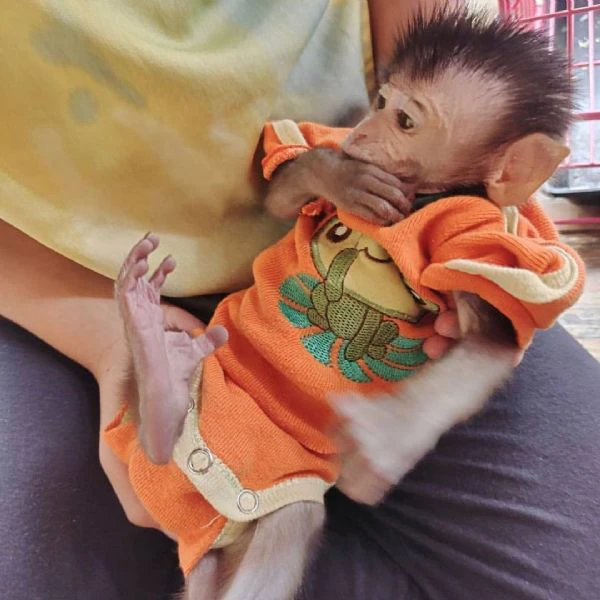 disponibili scoiattoli e scimmie ragno | Foto 4
