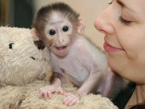 disponibili scoiattoli e scimmie ragno | Foto 1