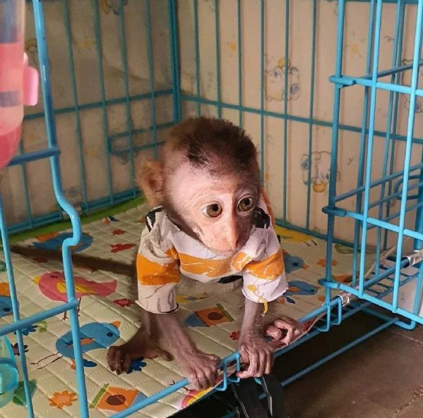 disponibili scoiattoli e scimmie ragno | Foto 0