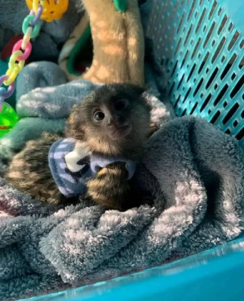 scimmie marmoset dalle dita disponibili