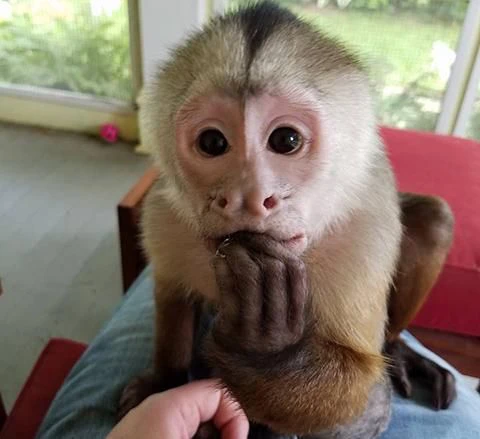scimmie cappuccine addestrate a casa disponibili | Foto 0