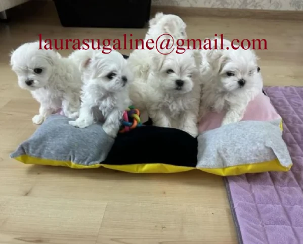 piccolissima cuccioli di maltes bellissimi per l'adozione. | Foto 0