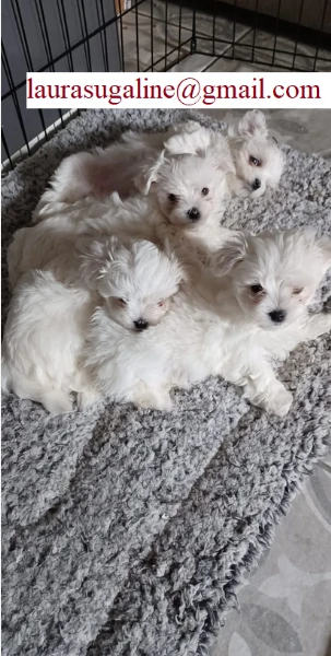 piccolissima cuccioli di maltes bellissimi per l'adozione. | Foto 1