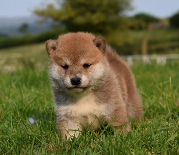  cuccioli di shiba bellissimi per l'adozione. | Foto 6