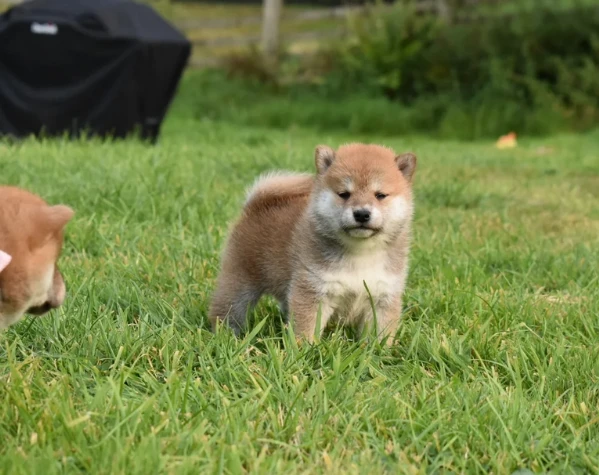  cuccioli di shiba bellissimi per l'adozione. | Foto 5