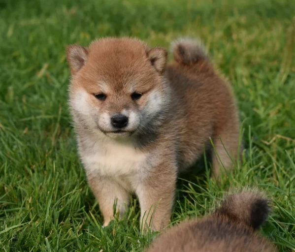  cuccioli di shiba bellissimi per l'adozione.