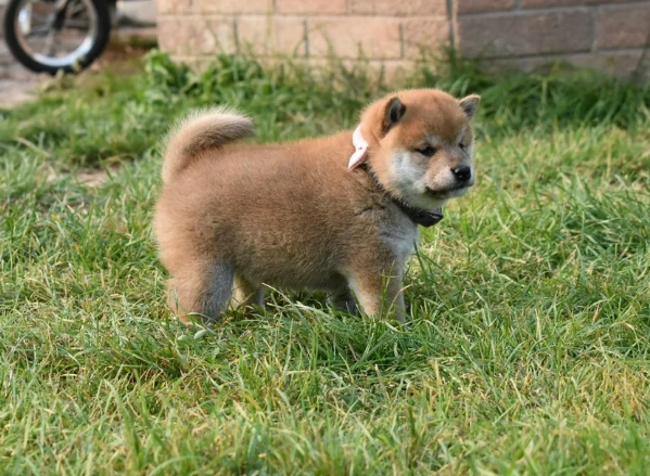  cuccioli di shiba bellissimi per l'adozione. | Foto 4