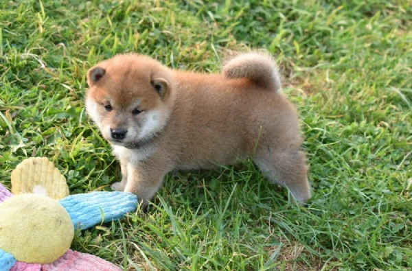  cuccioli di shiba bellissimi per l'adozione. | Foto 3