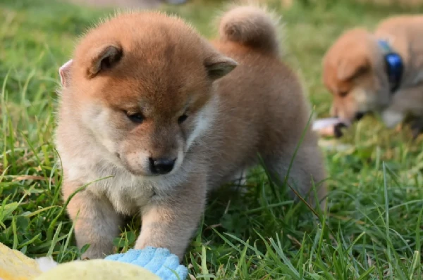  cuccioli di shiba bellissimi per l'adozione. | Foto 2