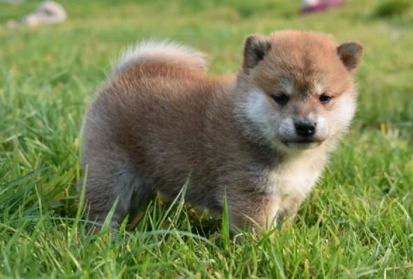  cuccioli di shiba bellissimi per l'adozione. | Foto 1