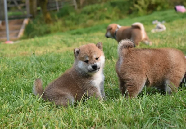  cuccioli di shiba bellissimi per l'adozione. | Foto 0