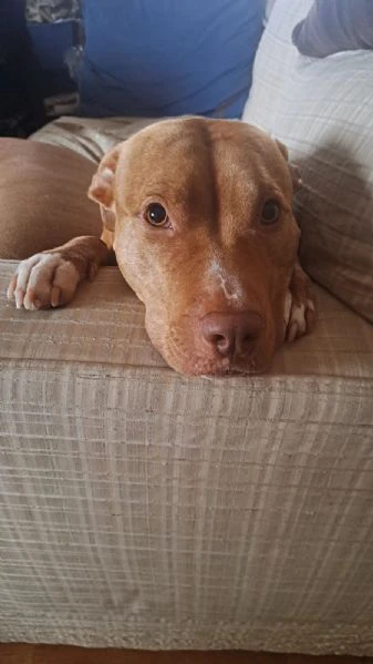 cuccioli pitbull rednose  | Foto 5