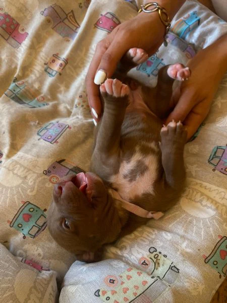cuccioli pitbull rednose  | Foto 4