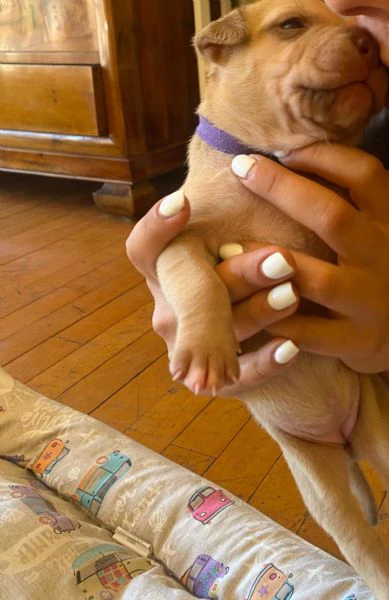 cuccioli pitbull rednose  | Foto 3