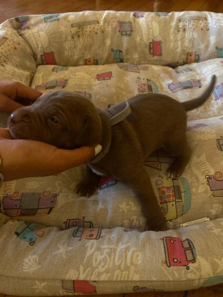 cuccioli pitbull rednose  | Foto 2