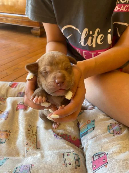 cuccioli pitbull rednose  | Foto 1