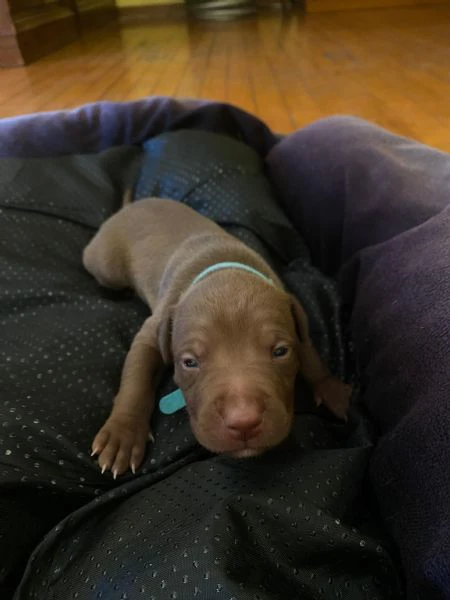 cuccioli pitbull rednose 