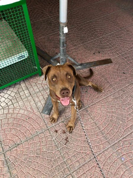 cuccioli pitbull rednose  | Foto 0